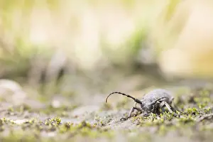 Outdoor Insect Photography Prints: Marco image of an insect