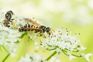 European Paper Wasp Prints: Marco image of an insect