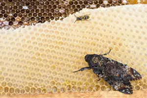 Lepidoptera Species Prints: Marco image of an insect