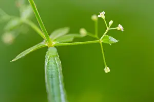 German Wildlife Fauna Images Prints: Marco image of an insect