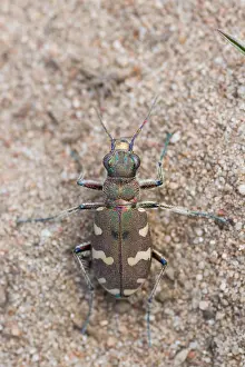 Northern Dune Tiger Beetle Prints: Marco image of an insect