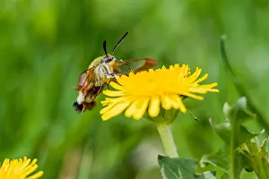 Hemaris Fuciformis Prints: Marco image of an insect