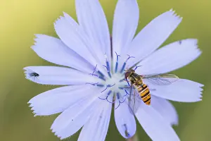 European Hoverfly Species Prints: Marco image of an insect