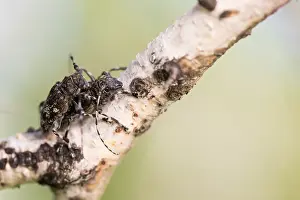Russian Wildlife Images Prints: Marco image of an insect