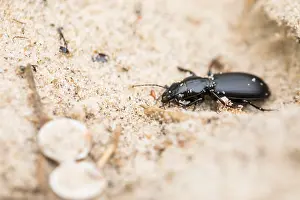 Marco's Print of Broscus cephalotes Insect