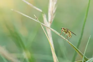 European Insect Wildlife Prints: Marco image of an insect