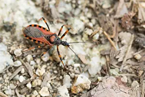 Outdoor Insect Photography Prints: Marco image of an insect
