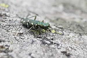 Marco's Cicindela sylvicola Print