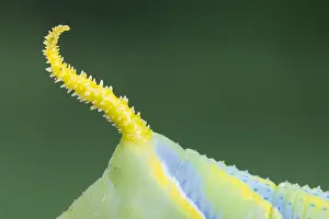 Lepidoptera Species Images Prints: Marco image of an insect