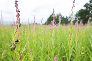 Wildlife In Russia Prints: Marco image of an insect