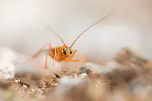 Nature Images Germany Prints: Marco image of an insect