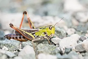 European Grasshopper Species Prints: Marco image of an insect