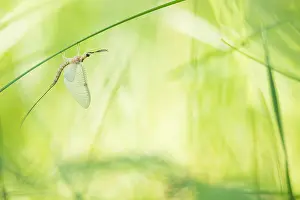 Russian Wildlife Images Prints: Marco image of an insect