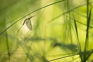 Russian Wildlife Prints: Marco image of an insect