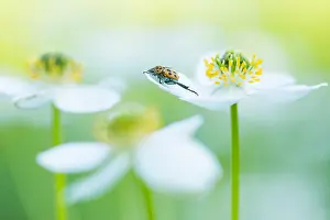 Wildlife In Russia Prints: Marco image of an insect