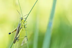 European Grasshopper Species Prints: Marco image of an insect