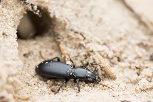 Marco's Print of Broscus cephalotes Imago