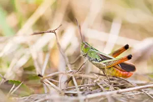 European Grasshopper Species Prints: Marco image of an insect