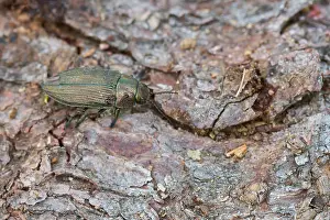 Insect Wildlife Images Prints: Marco image of an insect