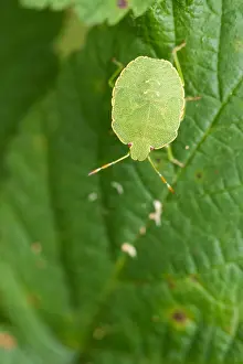 Images Dated 13th August 2019: Marco's Green Shield Bug Print, Croatia Nymph