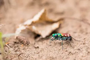 Marco image of an insect