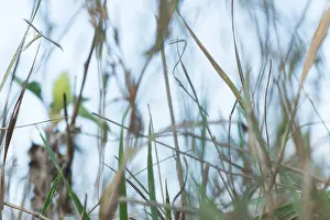 Outdoor Wildlife Photography Prints: Marco image of an insect