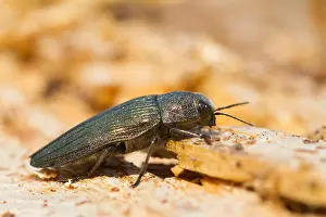 Buprestis rustica Print - German Beetle Image