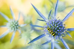 Wildlife Fauna Prints: Marco image of an insect