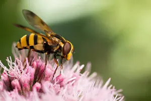 European Hoverfly Species Prints: Marco image of an insect