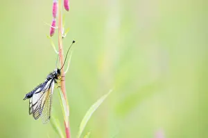 Marco Print of Libelloides sibiricus Imago
