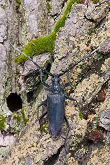 German Fauna And Flora Images Prints: Marco image of an insect