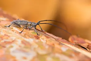 Asia Nature Photography Prints: Marco image of an insect