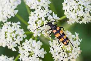 Images Dated 1st August 2013: Marco's Leptura quadrifasciata Print, Female Insect Image