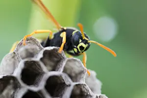 European Paper Wasp Prints: Marco image of an insect