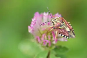 Outdoor Insect Photography Prints: Marco image of an insect