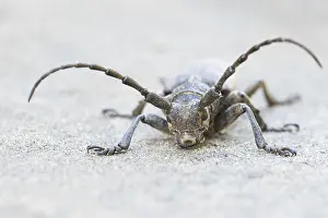 Asia Wildlife Images Prints: Marco image of an insect