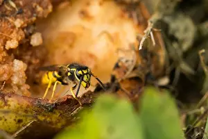 European Wasp Print - Vespula germanica Imago