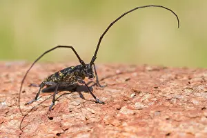 German Nature Photography Outdoors Prints: Marco image of an insect