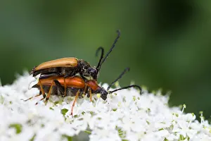 Red-brown Longhorn Beetle Print