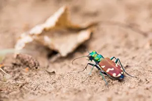 Russian Nature Photography Prints: Marco image of an insect