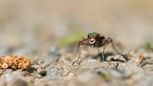 Marco image of an insect