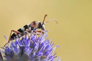 Marco image of an insect