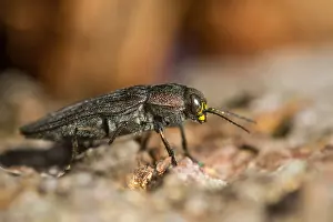 Insect Wildlife Images Prints: Marco image of an insect