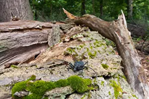 German Wildlife Fauna Images Prints: Marco image of an insect