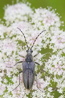 Wildlife Fauna Prints: Marco image of an insect