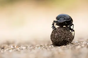 European Scarab Beetle Prints: Marco image of an insect