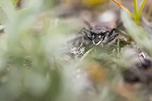 Asian Wildlife Images Prints: Marco image of an insect