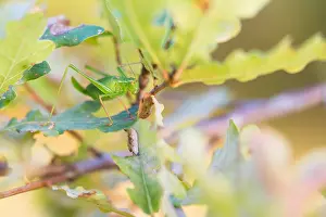 Nature Photography Germany Outdoors Prints: Marco image of an insect