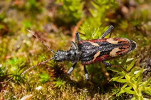 German Wildlife Fauna Images Prints: Marco image of an insect
