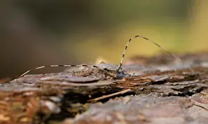 Wildlife Fauna Prints: Marco image of an insect